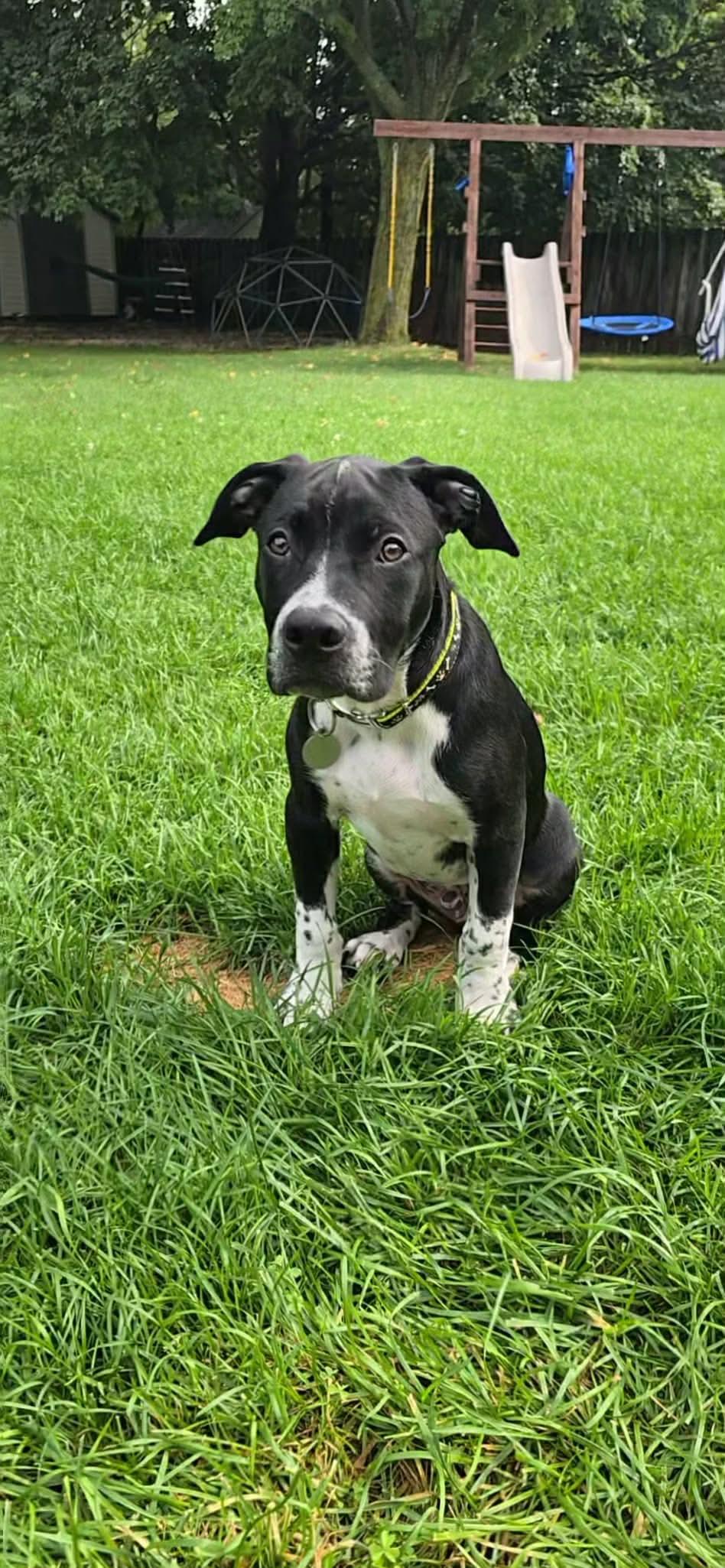 Enlarge Spurs, a Adoptable Mixed Breed in De Pere, WI image 3/3