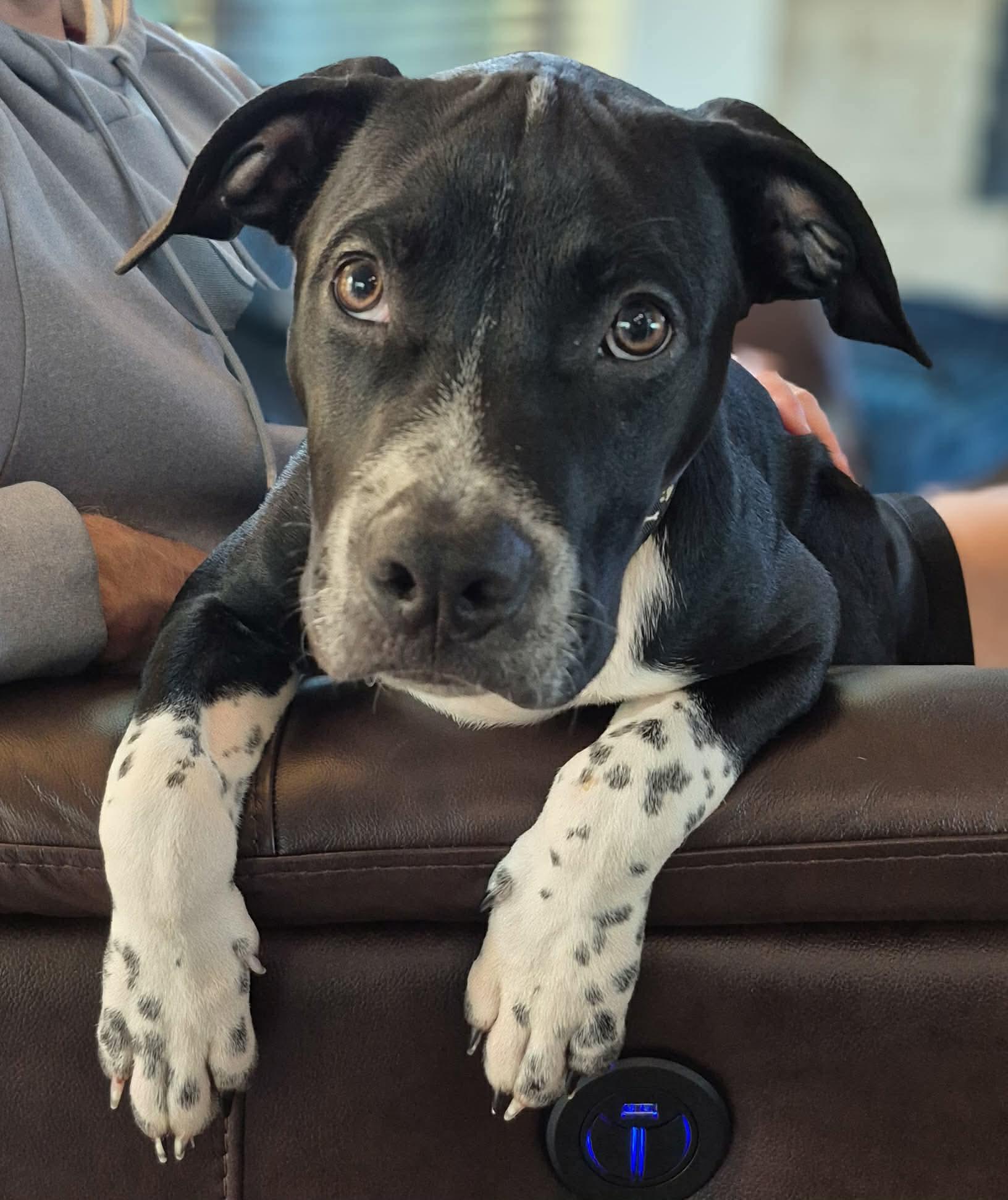 Spurs, Adoptable, Puppy Male Mixed Breed.