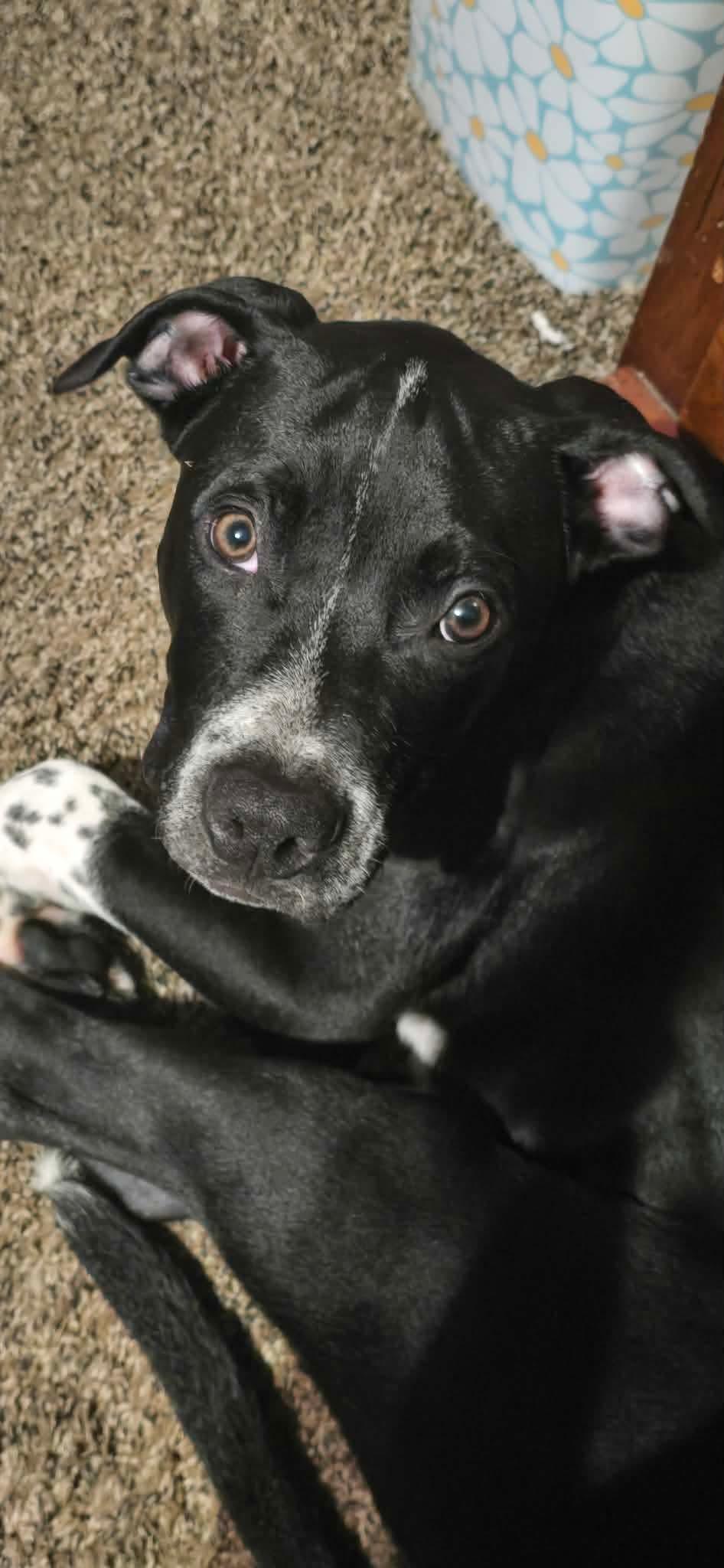 Enlarge Spurs, a Adoptable Mixed Breed in De Pere, WI image 2/3