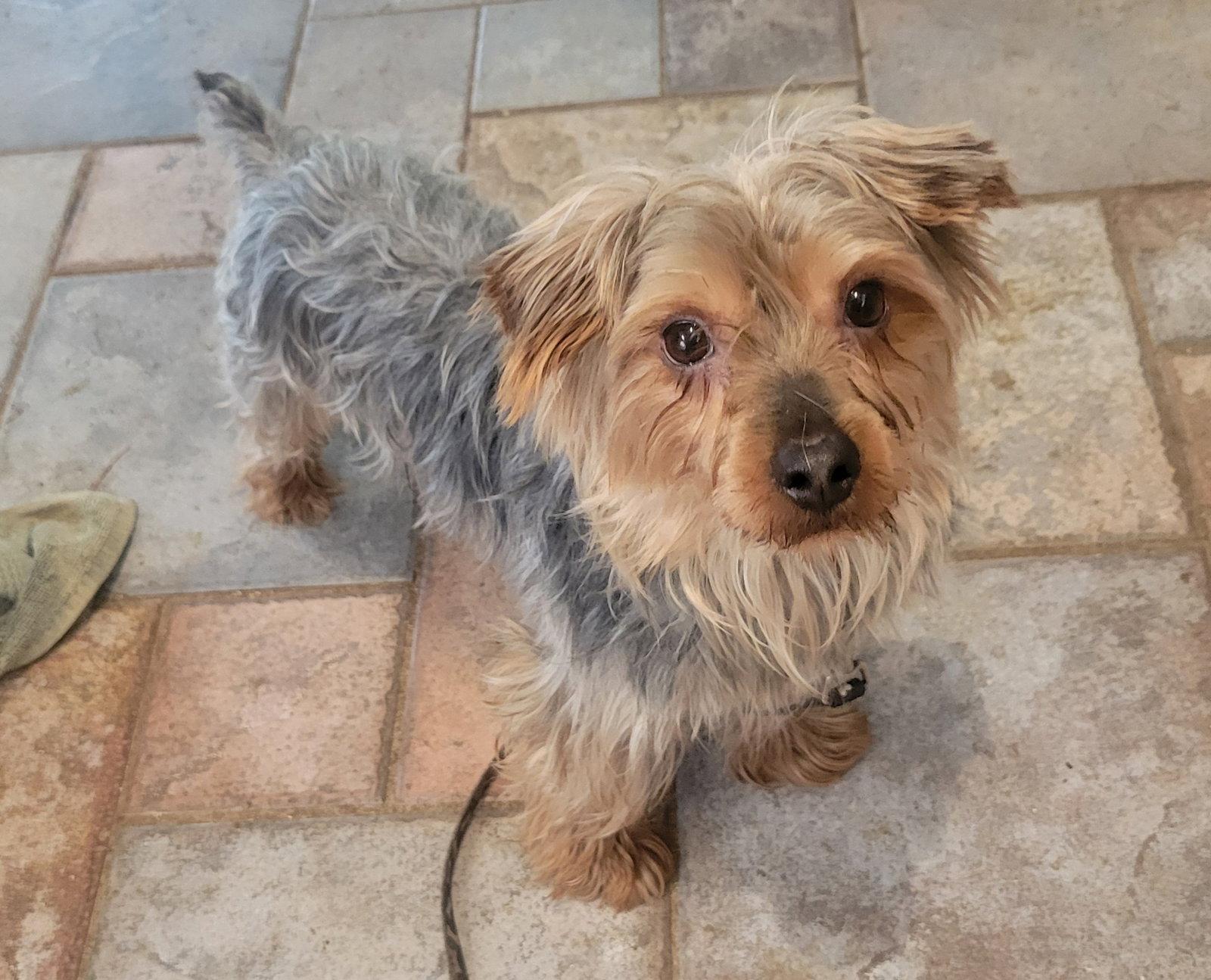 Wally, Adopted, Adult Male Yorkshire Terrier & Silky Terrier.