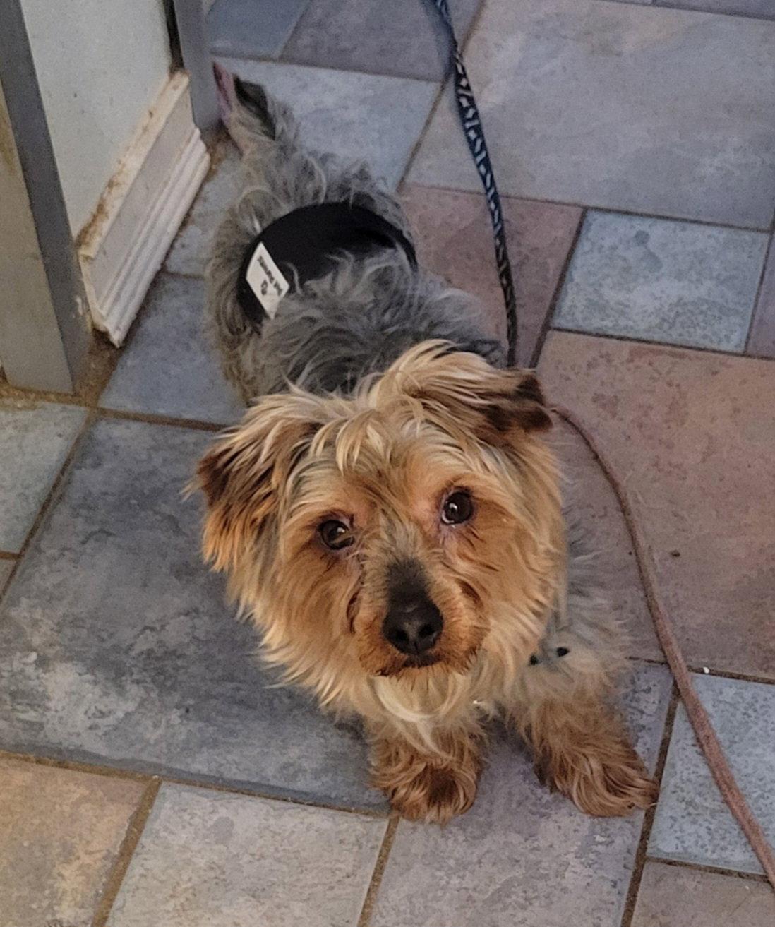Wally, a Adopted mixed breed in Dublin, OH image 2/2