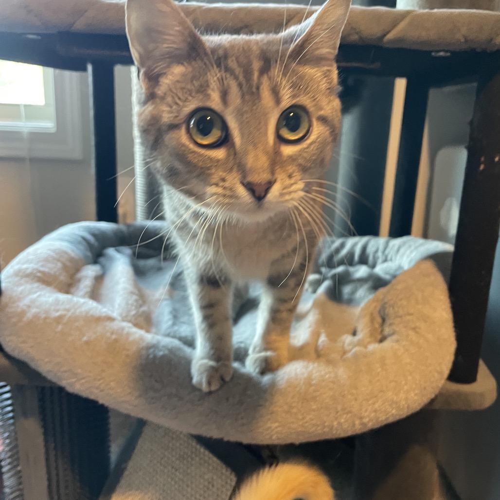 Enlarge Molly, a Adoptable Domestic Medium Hair in Woodstock, GA image 1/1