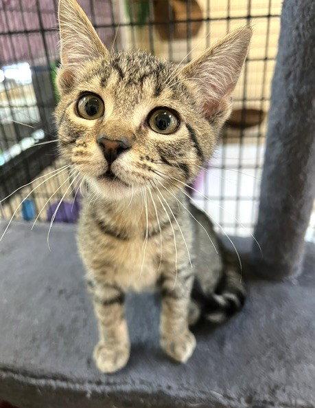 Kitten Corey, Adopted, Kitten Male Domestic Short Hair.