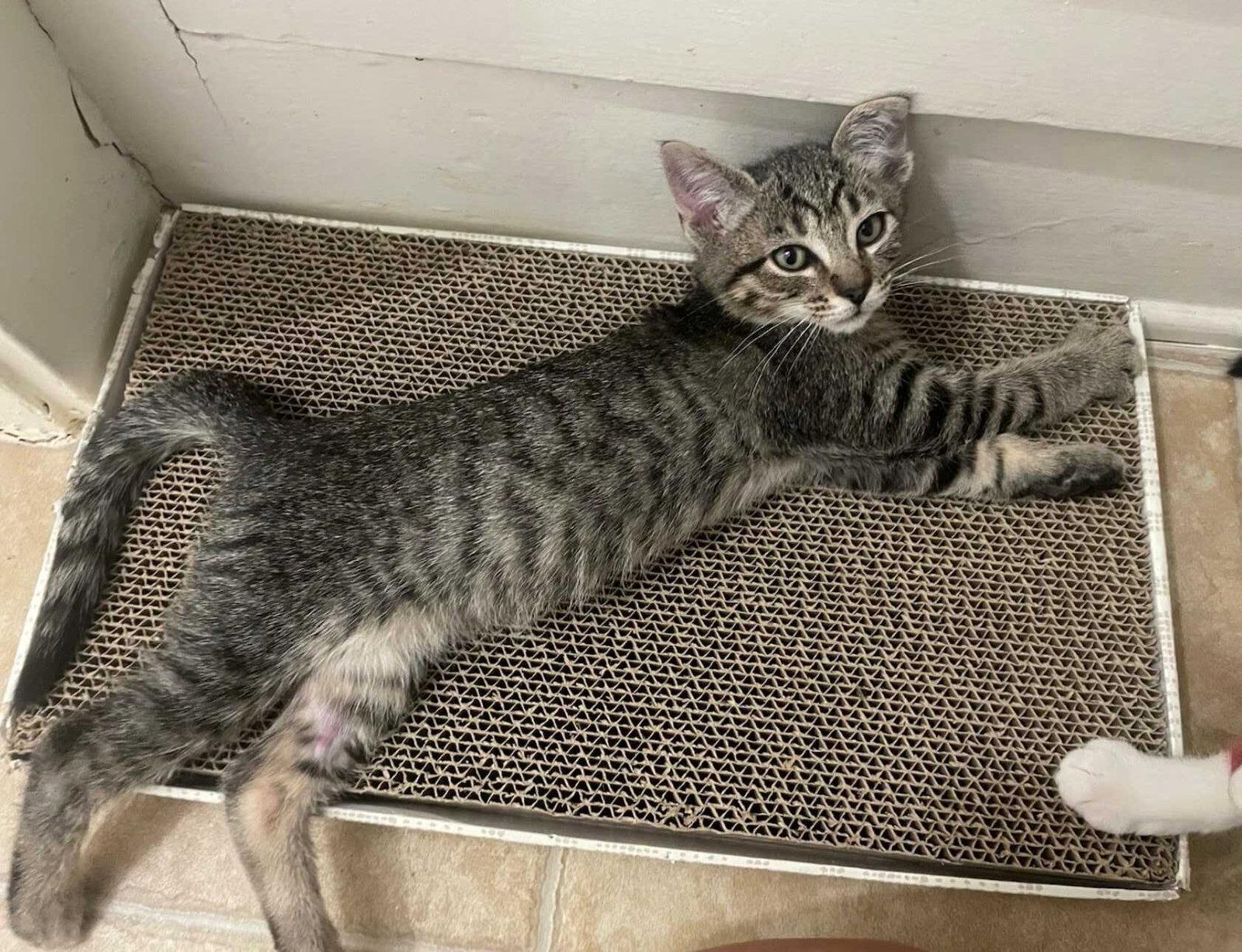 Enlarge Kitten Corey, a Adopted Domestic Short Hair in Seal Beach, CA image 2/3