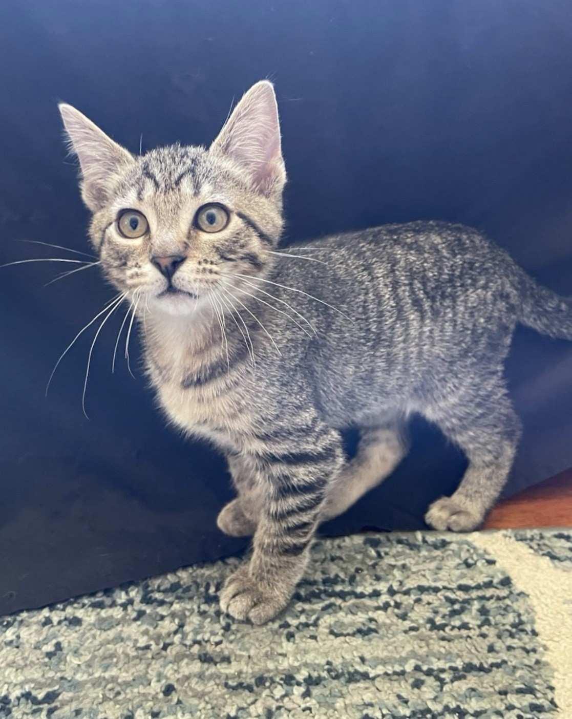 Enlarge Kitten Corey, a Adopted Domestic Short Hair in Seal Beach, CA image 3/3