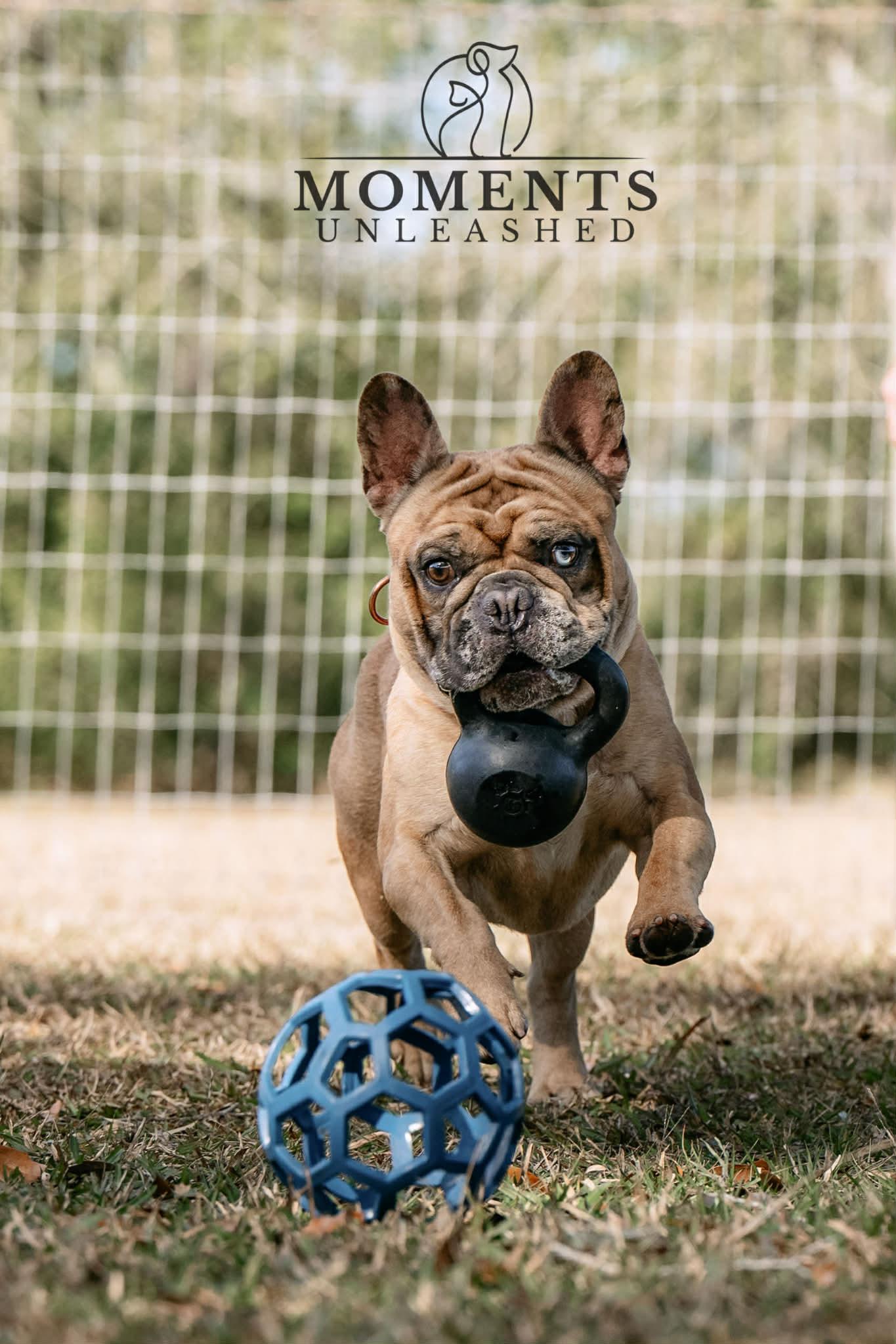 Enlarge Meatlug, an adoptable French Bulldog in Myakka City, FL image 4/6