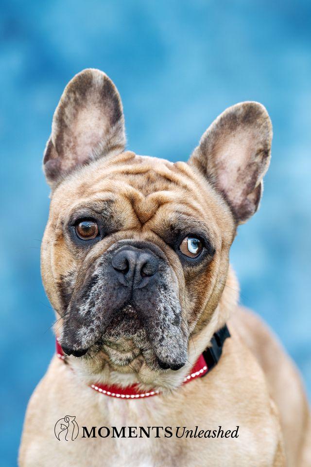 Enlarge Meatlug, an adoptable French Bulldog in Myakka City, FL image 1/6