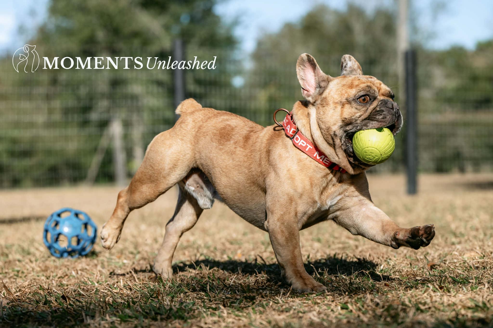 Enlarge Meatlug, an adoptable French Bulldog in Myakka City, FL image 5/6