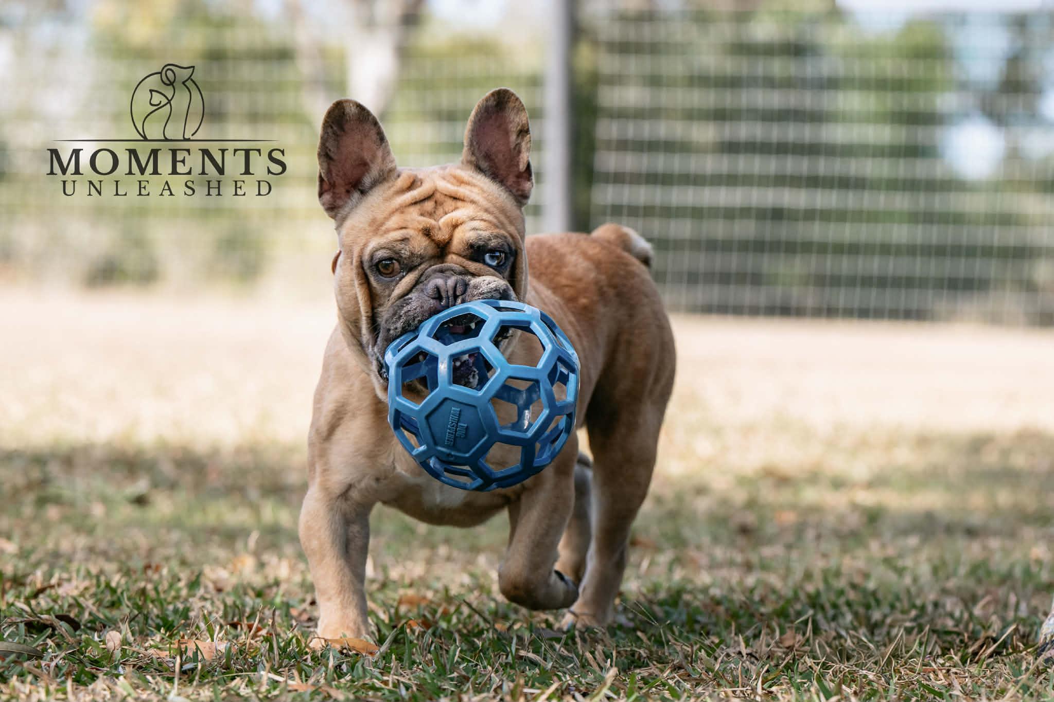 Enlarge Meatlug, an adoptable French Bulldog in Myakka City, FL image 3/6