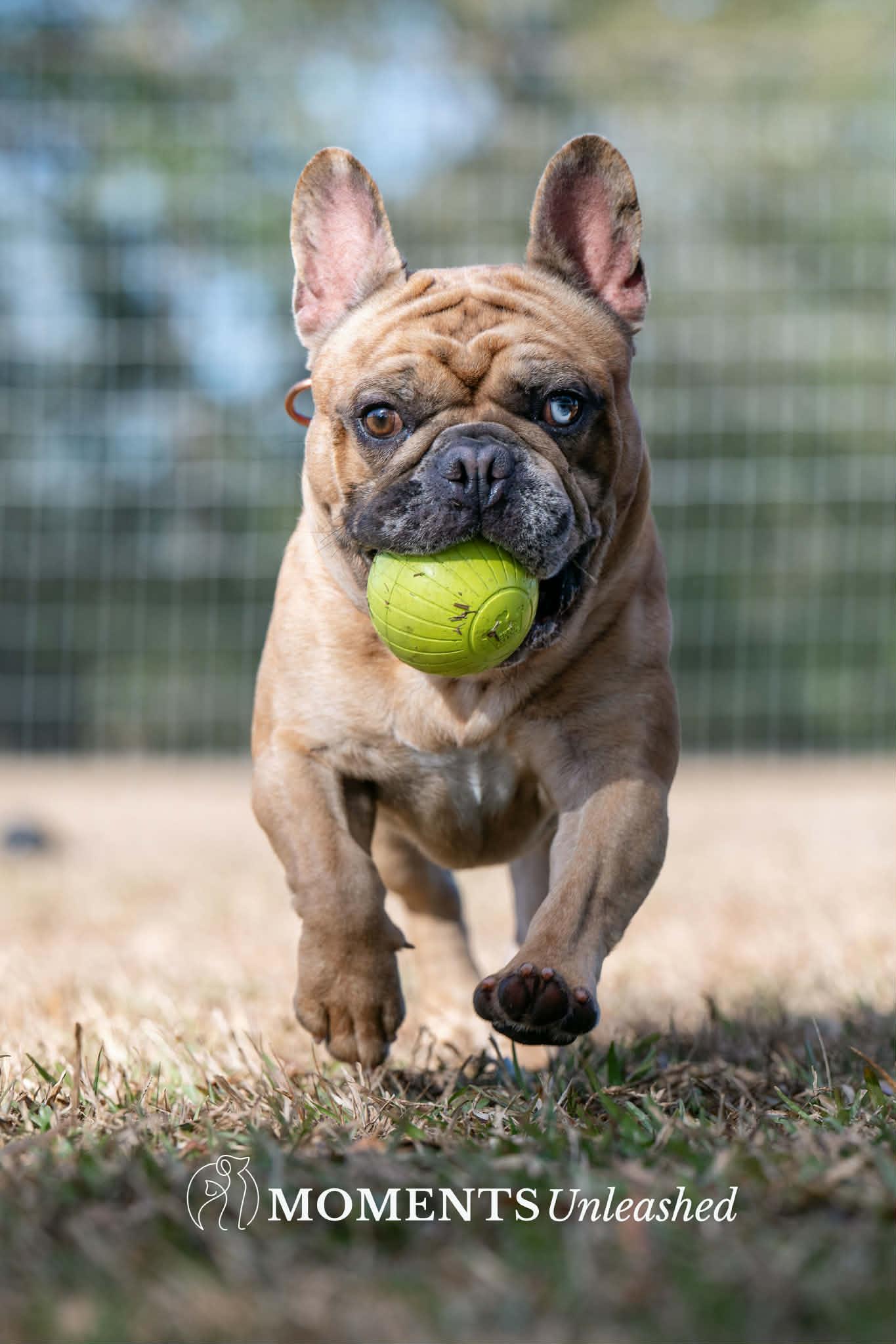 Enlarge Meatlug, an adoptable French Bulldog in Myakka City, FL image 2/6