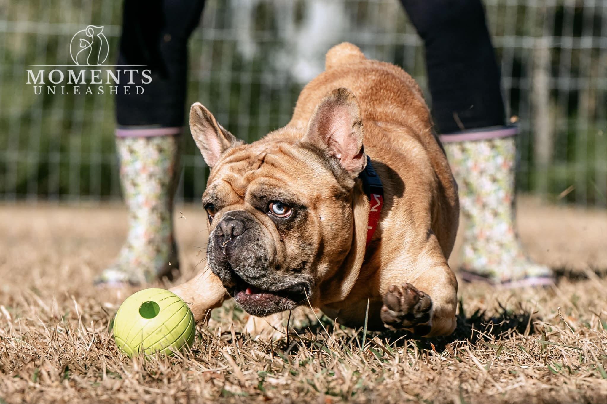 Enlarge Meatlug, an adoptable French Bulldog in Myakka City, FL image 6/6