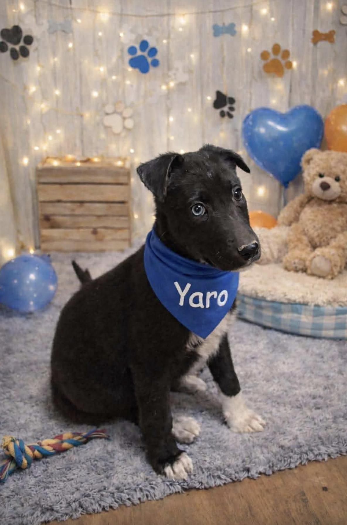 Yaro — thumbnail 2