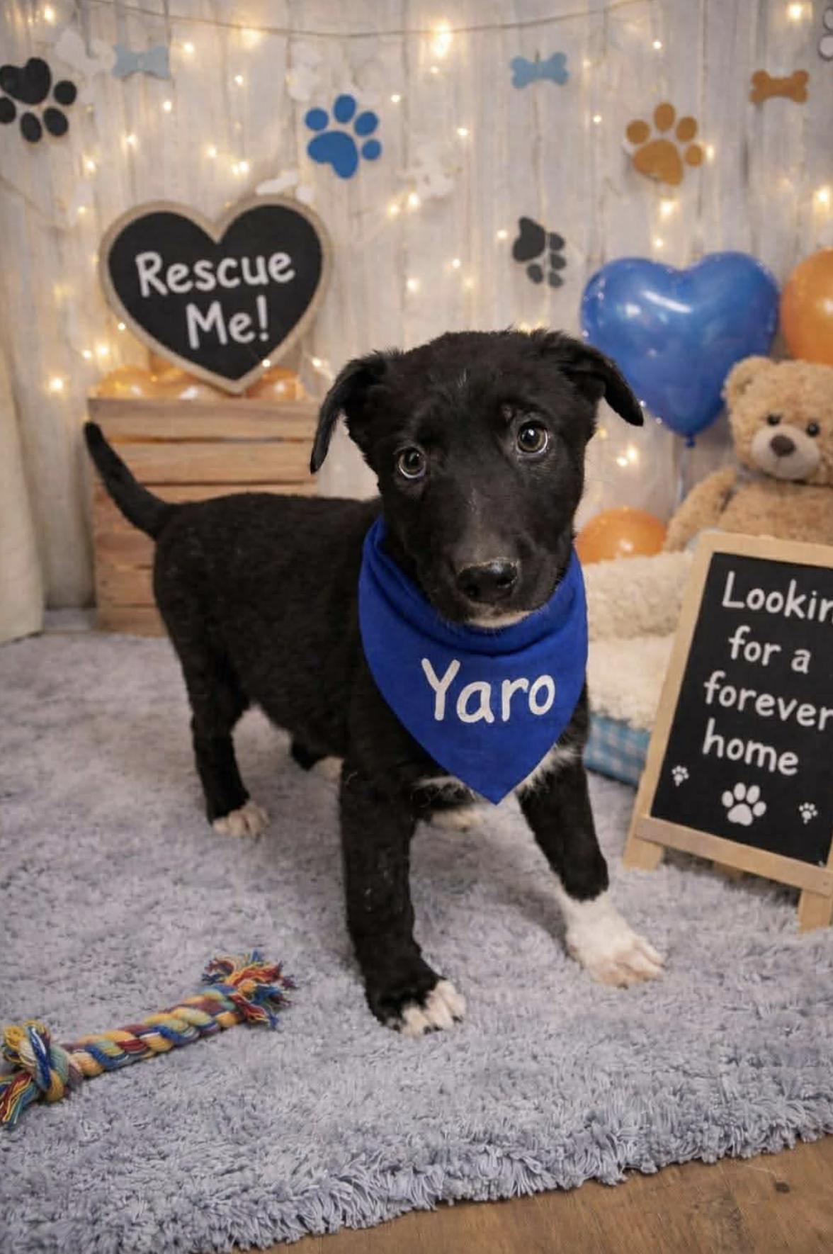 Yaro — thumbnail 3