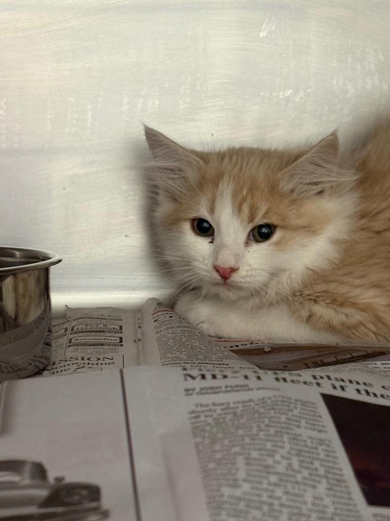 Enlarge Grinch/ Gizmo*, a Adopted mixed breed in Belton, TX image 1/1