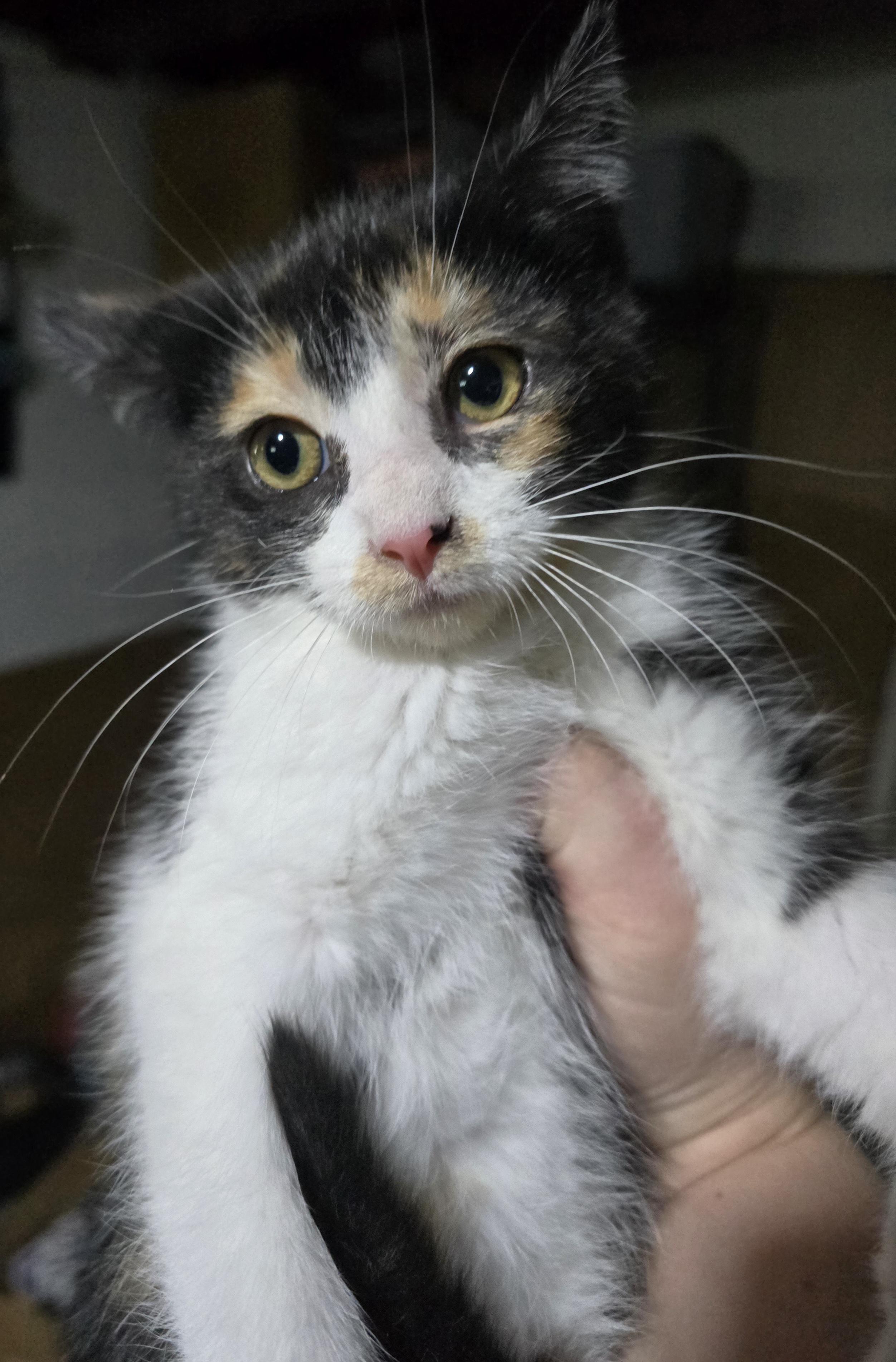 Nikita , ADOPTABLE, Kitten Female Domestic Short Hair.