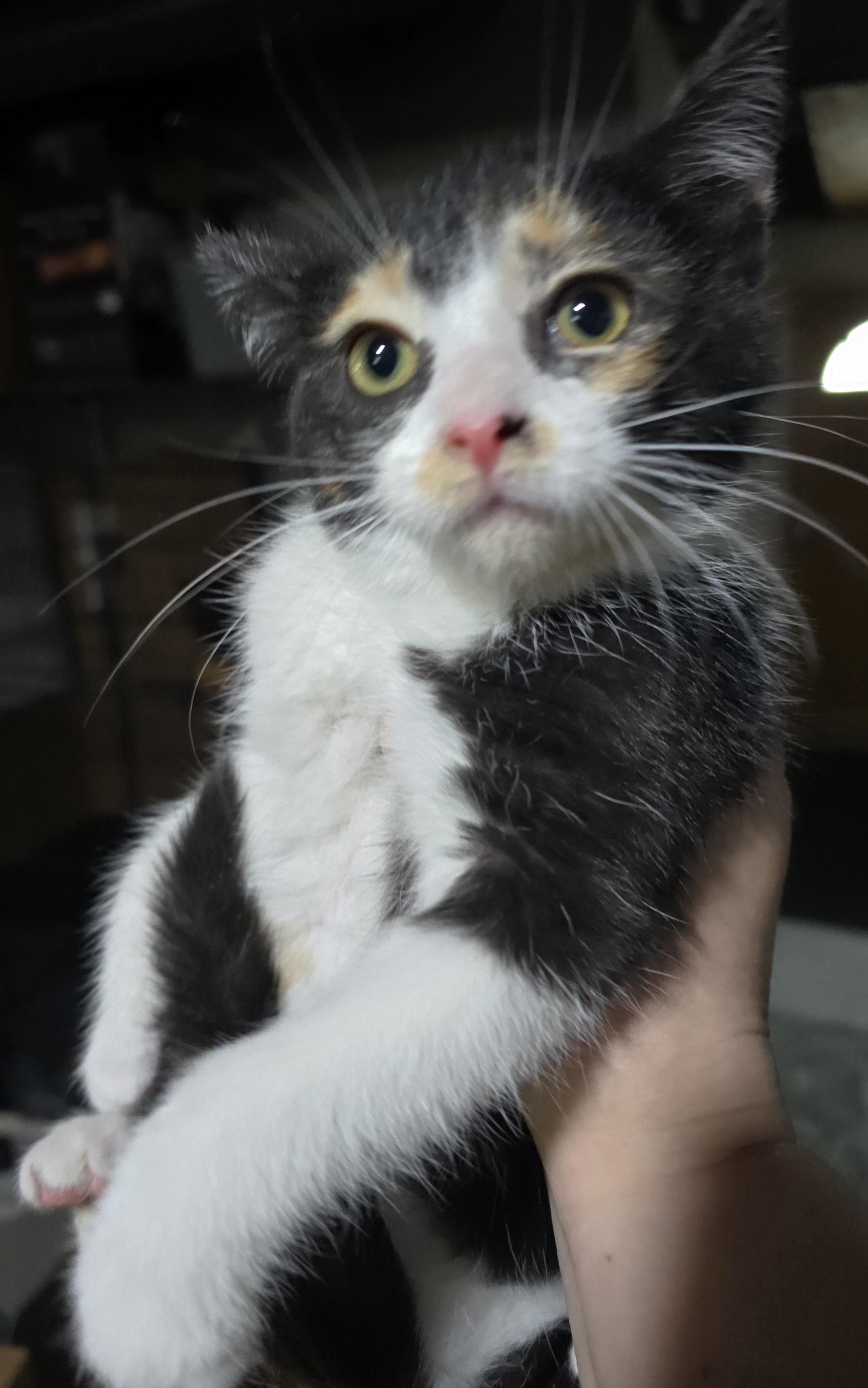 Nikita , a ADOPTABLE Domestic Short Hair in Elizabeth, PA image 2/4