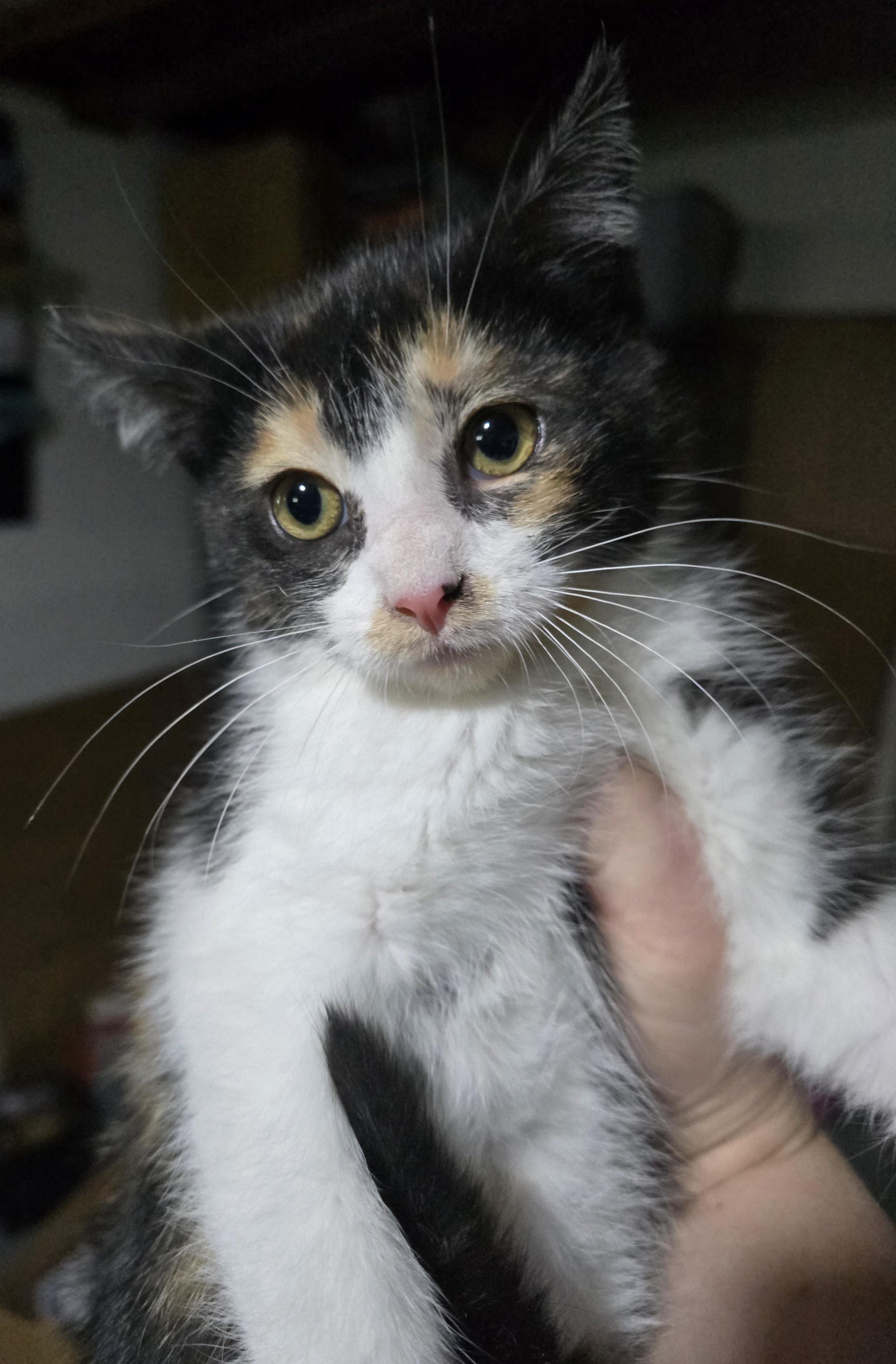 Nikita , a ADOPTABLE Domestic Short Hair in Elizabeth, PA image 3/4