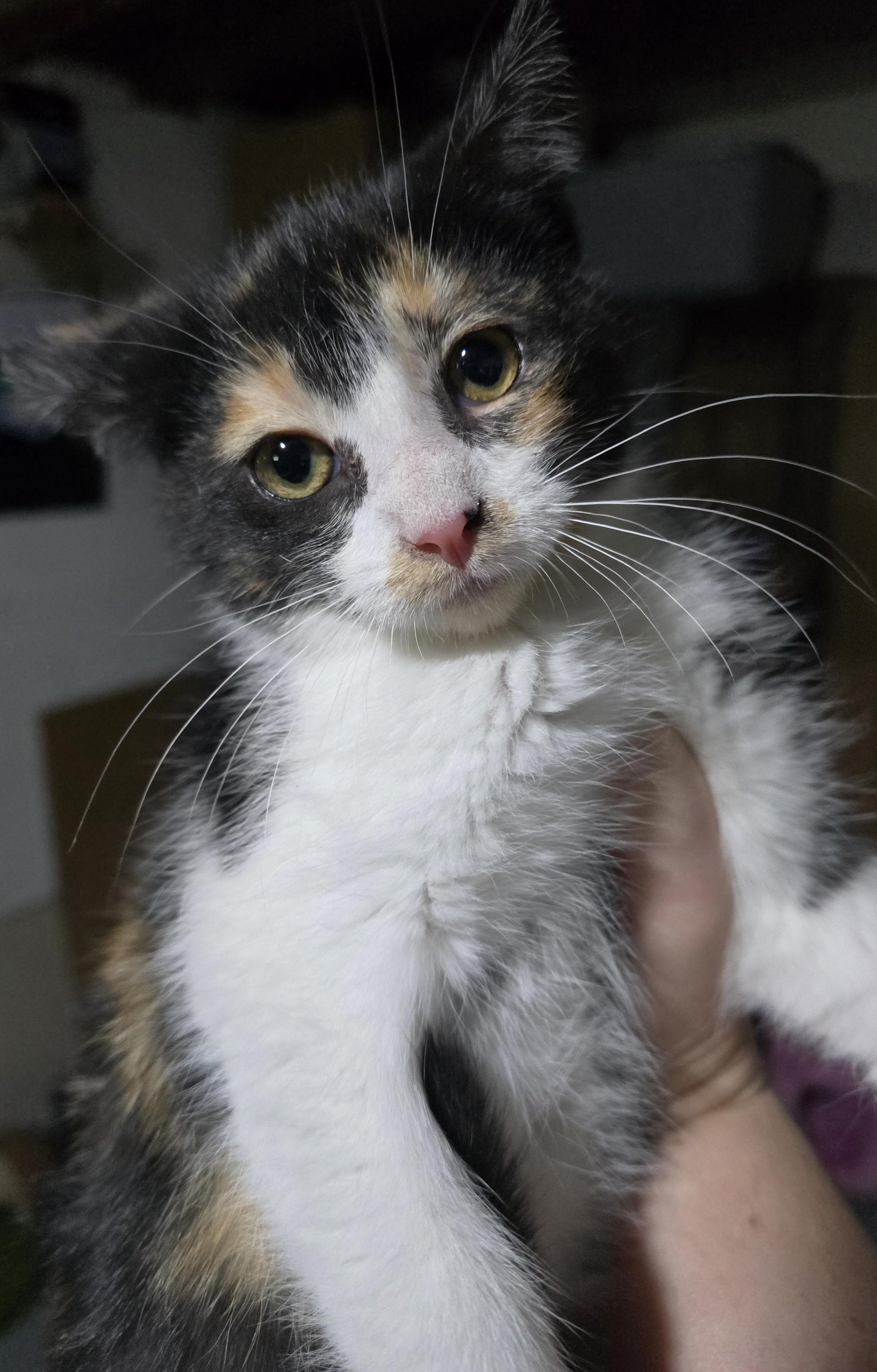 Nikita , a ADOPTABLE Domestic Short Hair in Elizabeth, PA image 4/4