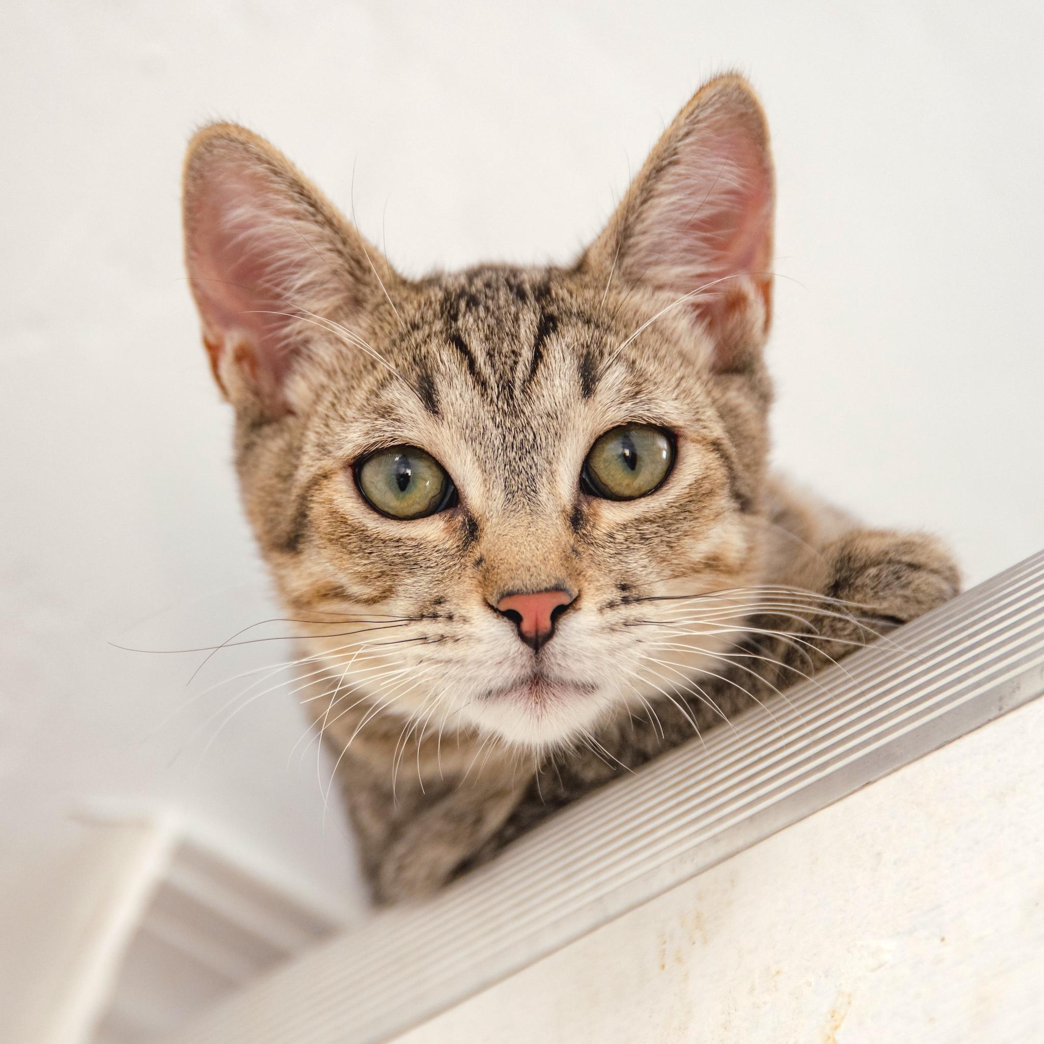Enlarge Bear, a ADOPTABLE Domestic Short Hair in Globe, AZ image 1/1