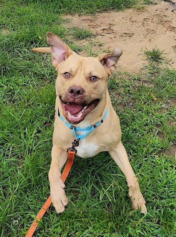 Halo, Adoptable, Adult Male Pit Bull Terrier.