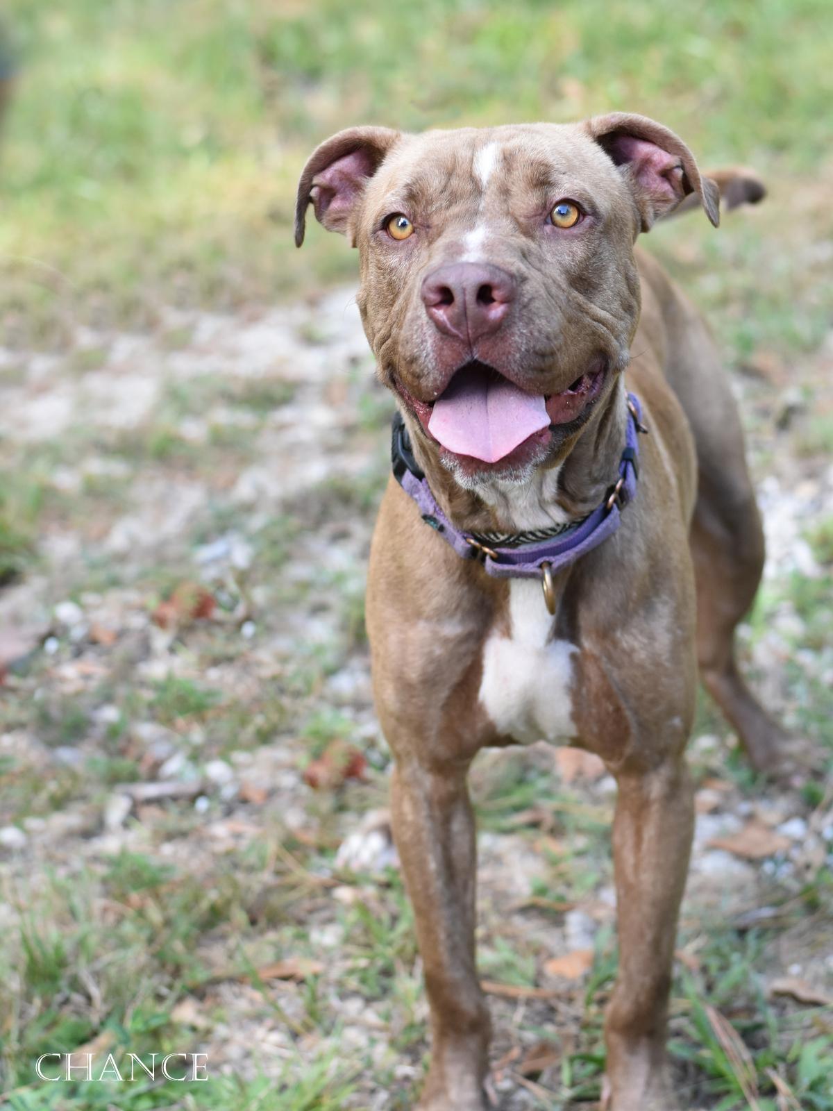 Enlarge Chance, a Adoptable mixed breed in New Haven, CT image 6/6