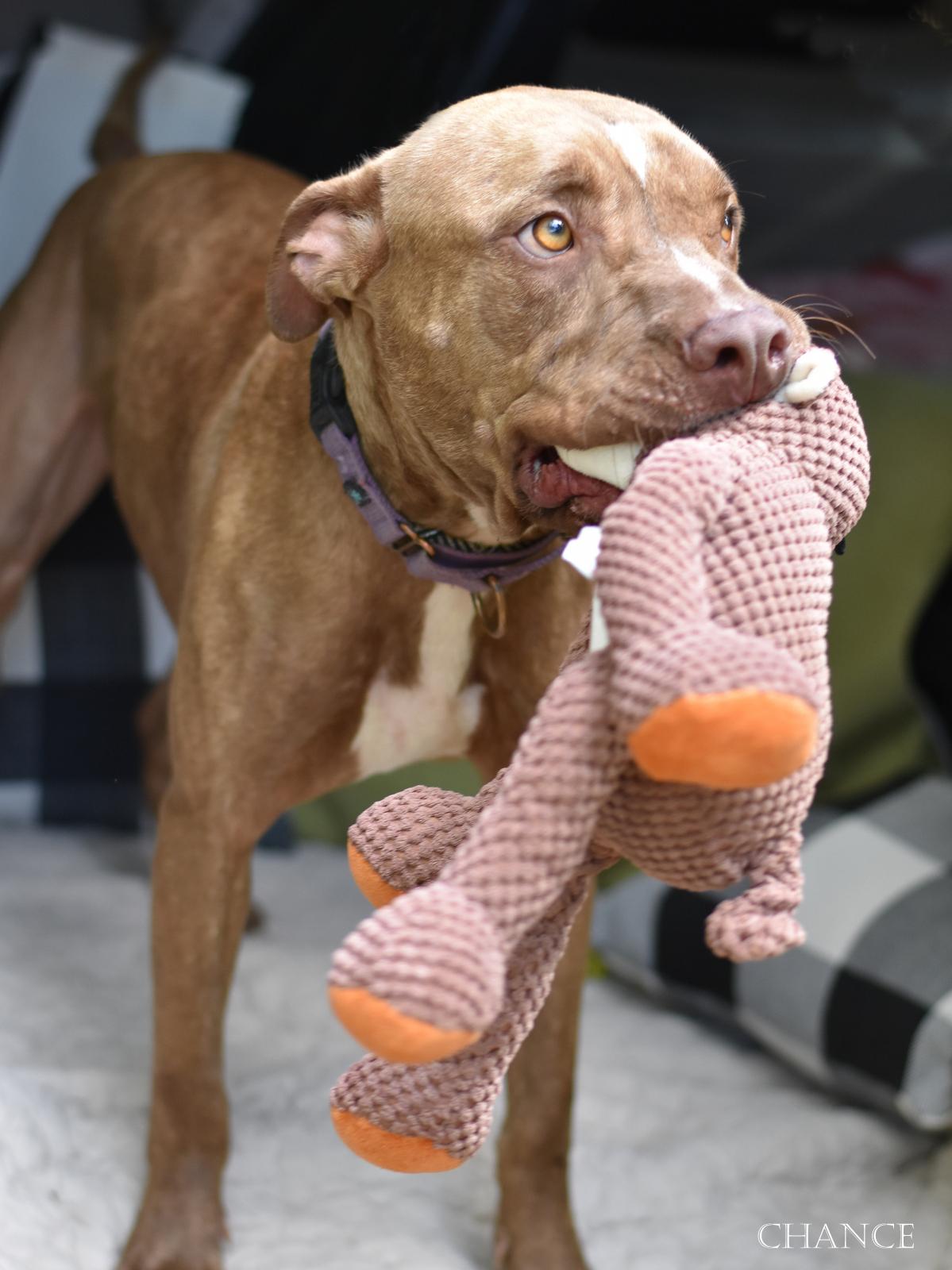 Enlarge Chance, a Adoptable mixed breed in New Haven, CT image 5/6
