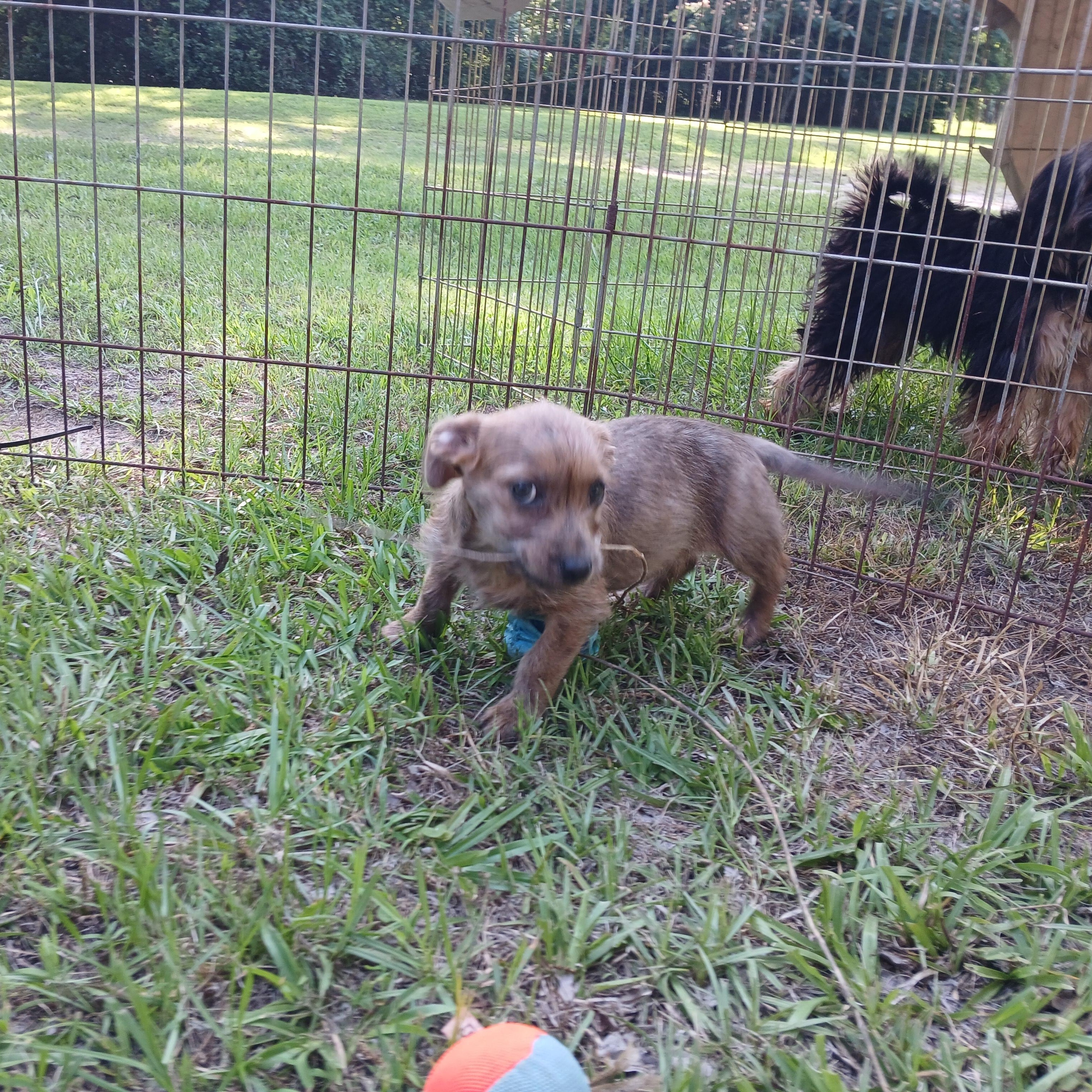 Miss Dre, Baby Female Wirehaired Terrier