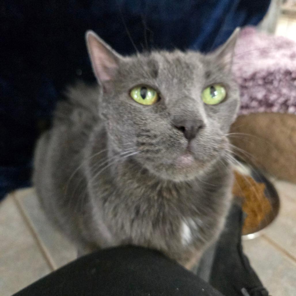 Fiona, a Adoptable Domestic Short Hair in East Smithfield , PA image 1/6