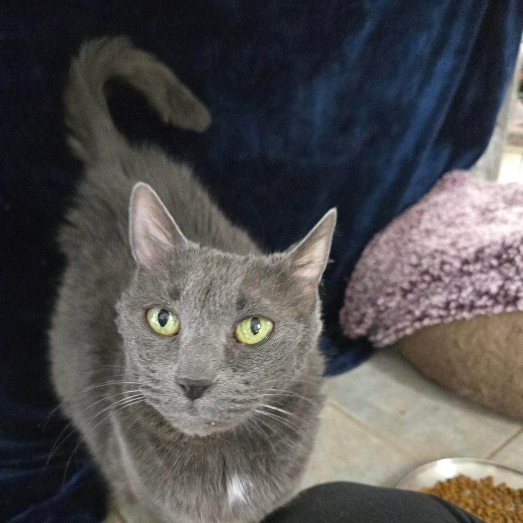 Fiona, a Adoptable Domestic Short Hair in East Smithfield , PA image 2/6