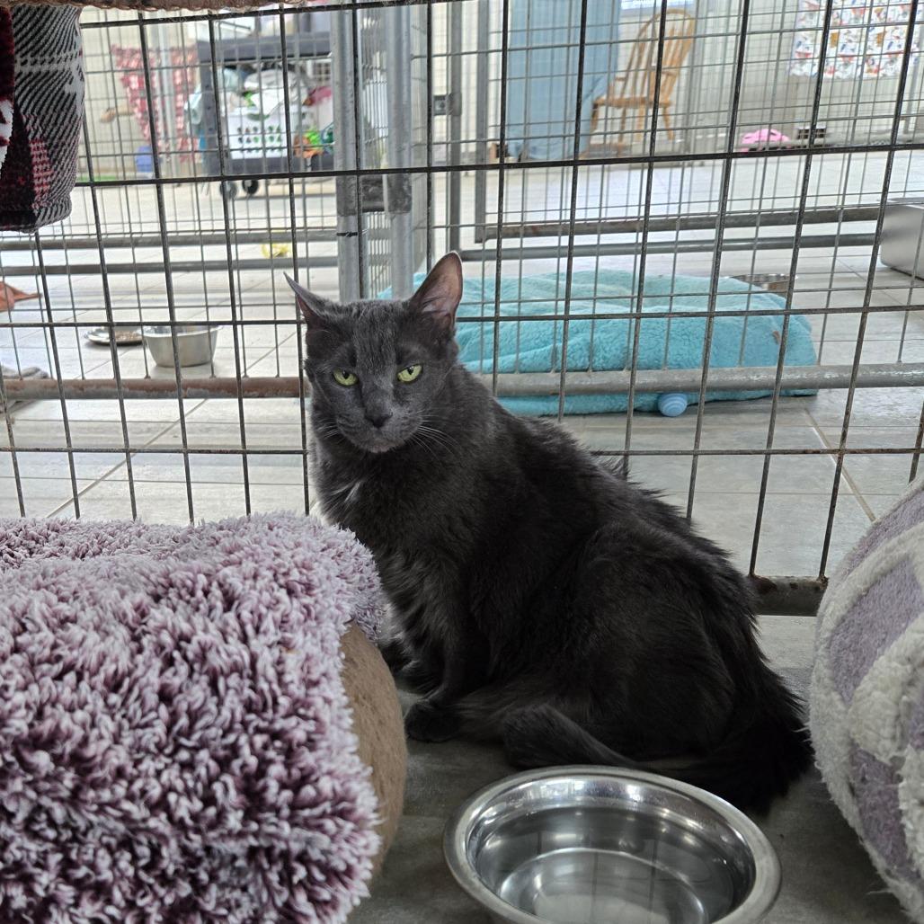Fiona, a Adoptable Domestic Short Hair in East Smithfield , PA image 3/6