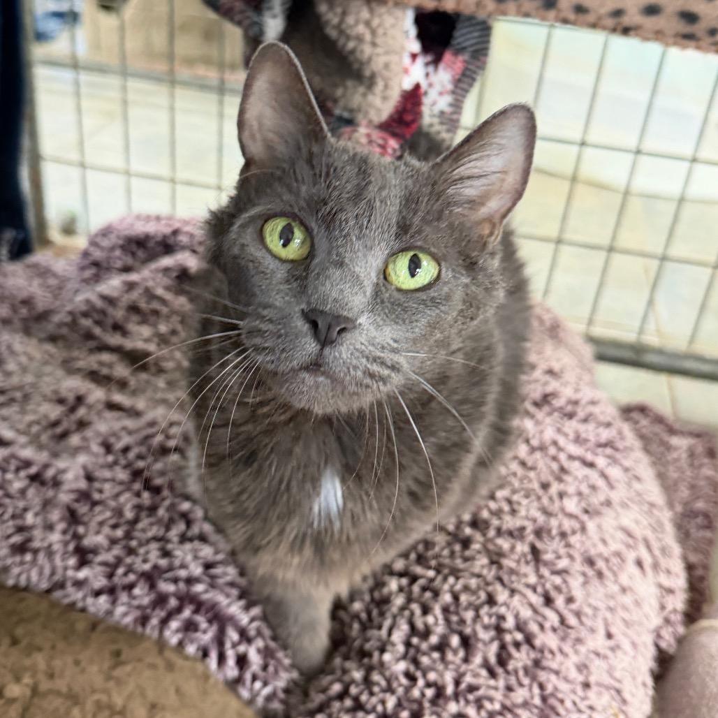 Fiona, a Adoptable Domestic Short Hair in East Smithfield , PA image 4/6