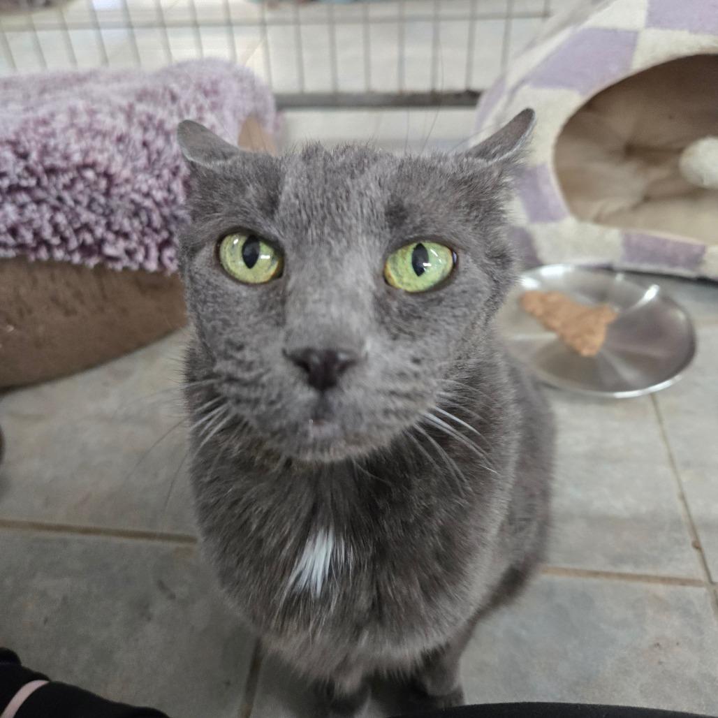 Fiona, a Adoptable Domestic Short Hair in East Smithfield , PA image 5/6