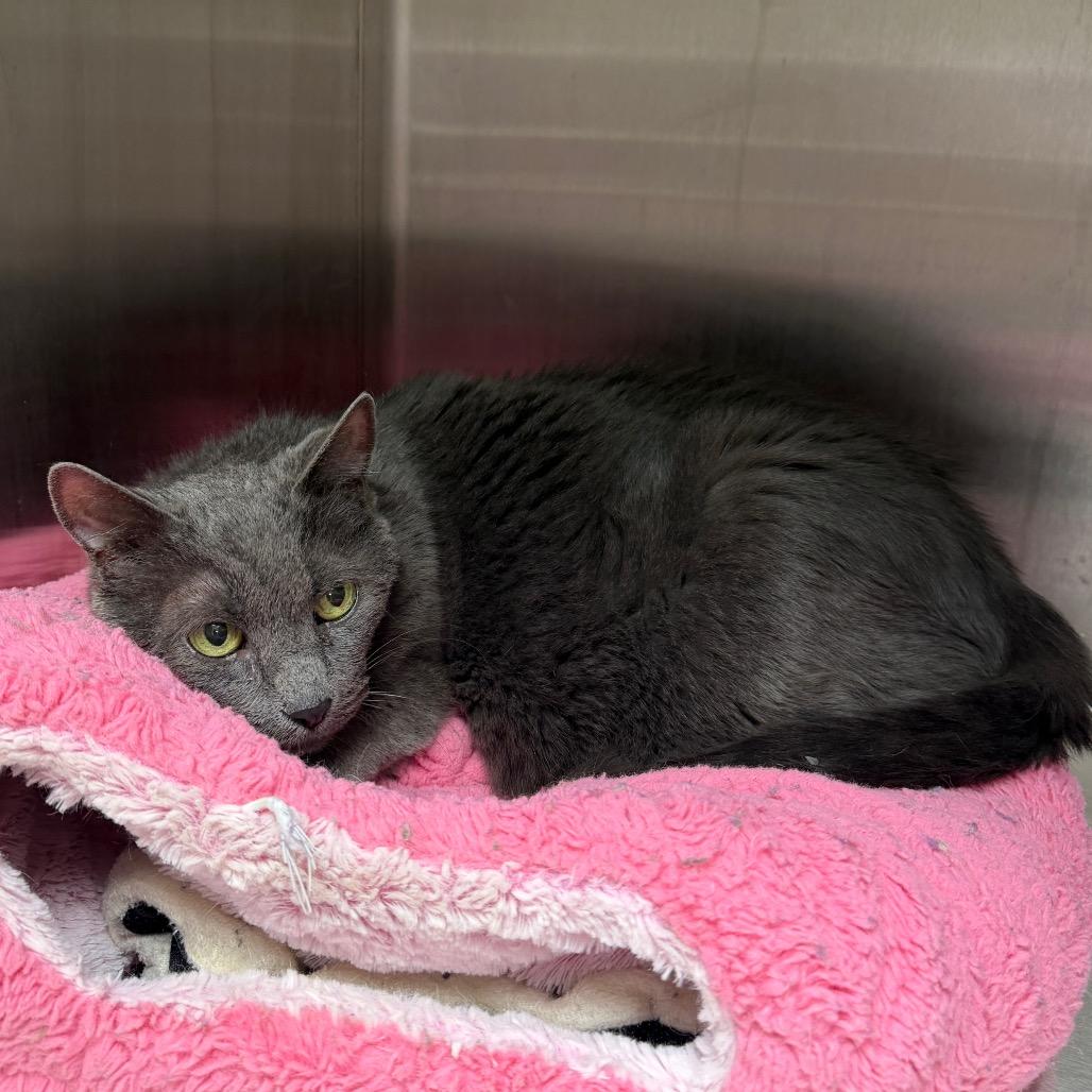 Fiona, a Adoptable Domestic Short Hair in East Smithfield , PA image 6/6