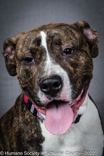 Cosmo, a Adoptable Pit Bull Terrier in Montour Falls, NY image 1/8