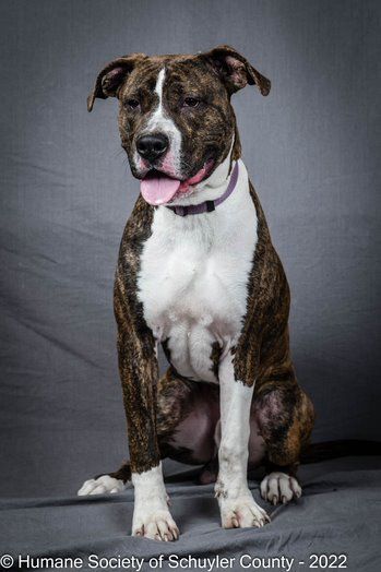 Cosmo, a Adoptable Pit Bull Terrier in Montour Falls, NY image 2/8
