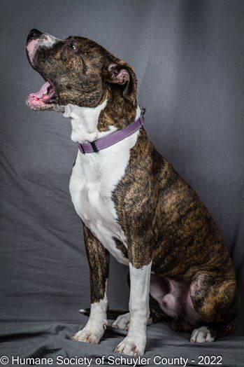 Cosmo, a Adoptable Pit Bull Terrier in Montour Falls, NY image 3/8