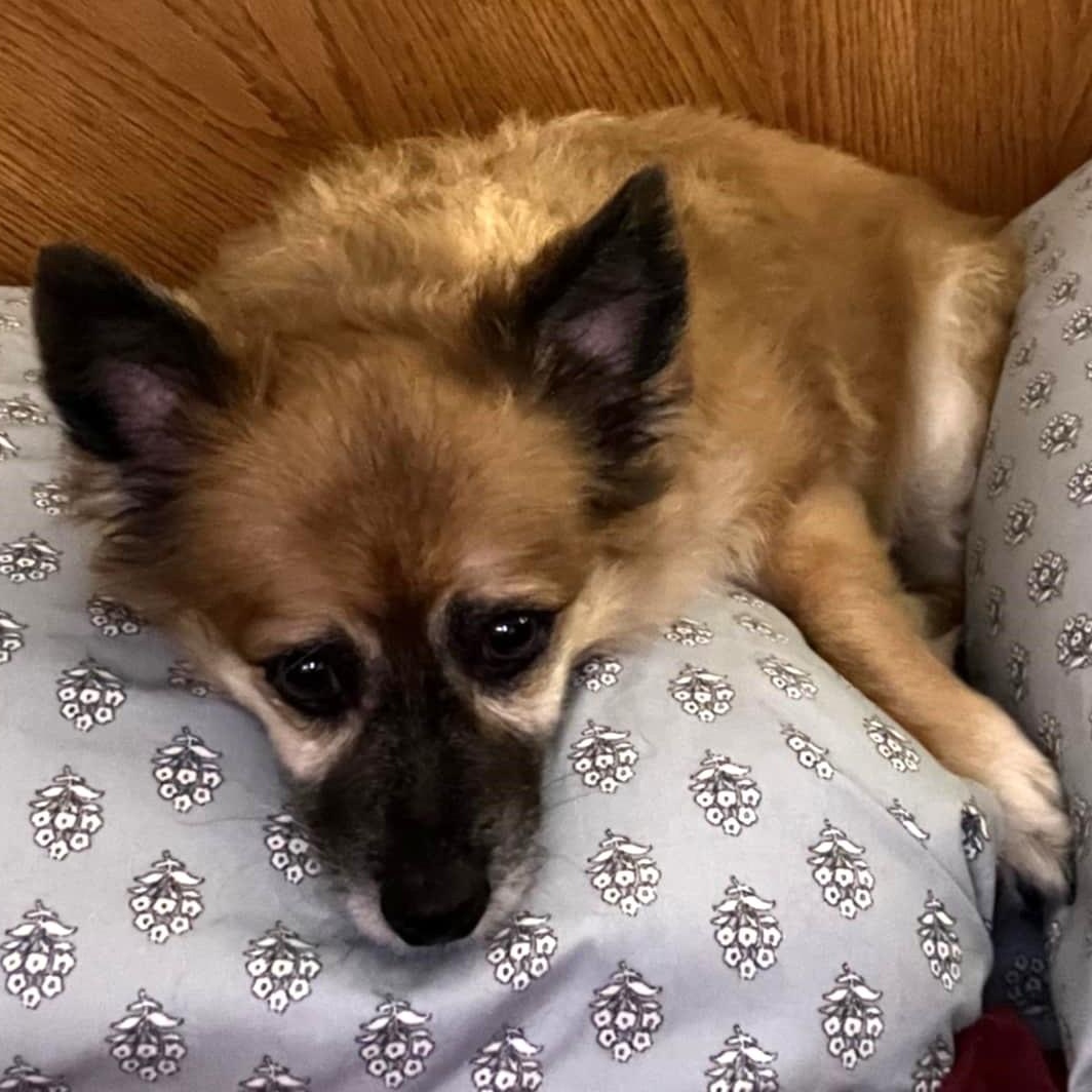 Charley C, Adult Male unknown