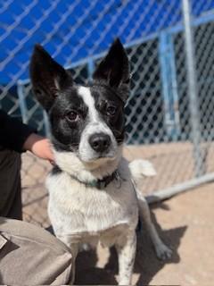Cash, an adoption pending mixed breed in Bernalillo, NM image 1/2