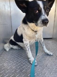 Cash, an adoption pending mixed breed in Bernalillo, NM image 2/2