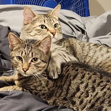 Enlarge Olive, an adoption pending mixed breed in Ellensburg, WA image 1/5