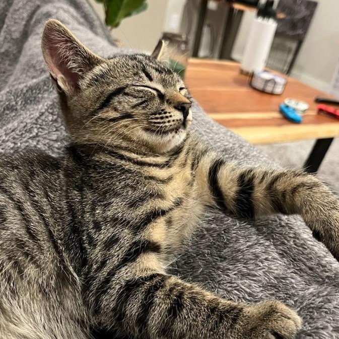 Enlarge Olive, a Adoptable mixed breed in Ellensburg, WA image 2/3