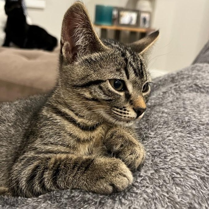 Olive
