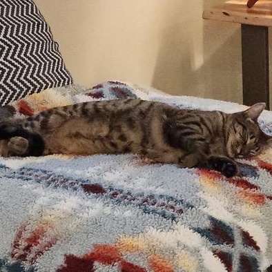 Enlarge Olive, an adoption pending mixed breed in Ellensburg, WA image 5/5