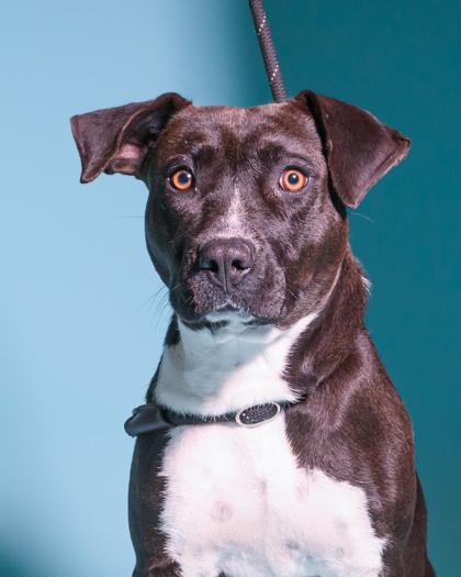 Delta, a Adoptable Mixed Breed in Port Saint Joe, FL image 2/3