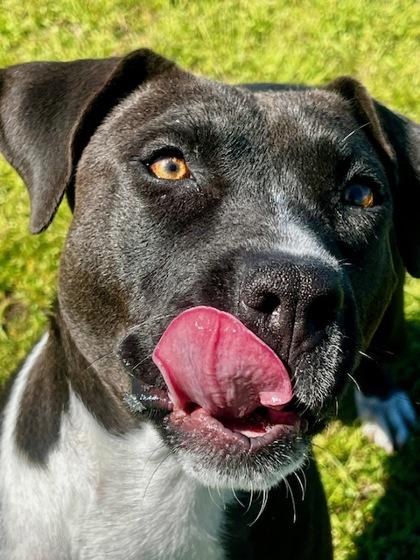 Delta, a Adoptable Mixed Breed in Port Saint Joe, FL image 2/3
