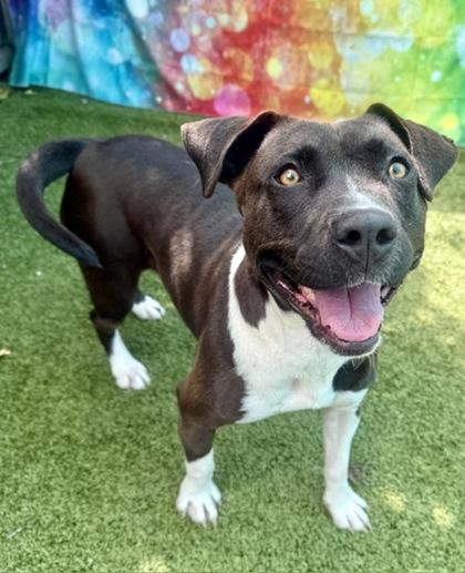 Delta, Adoptable, Young Female Mixed Breed & Mixed Breed.