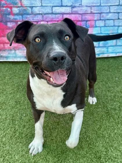 Enlarge Delta, a Adoptable Mixed Breed in Port Saint Joe, FL image 3/3