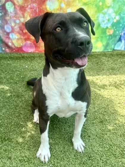 Enlarge Delta, a Adoptable Mixed Breed in Port Saint Joe, FL image 2/3