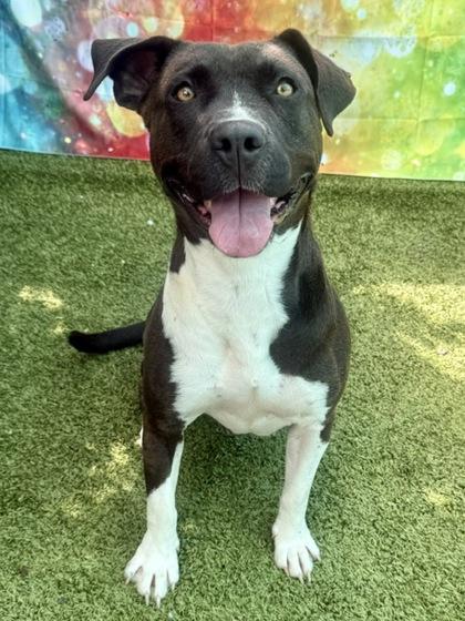 Enlarge Delta, a Adoptable Mixed Breed in Port Saint Joe, FL image 3/3