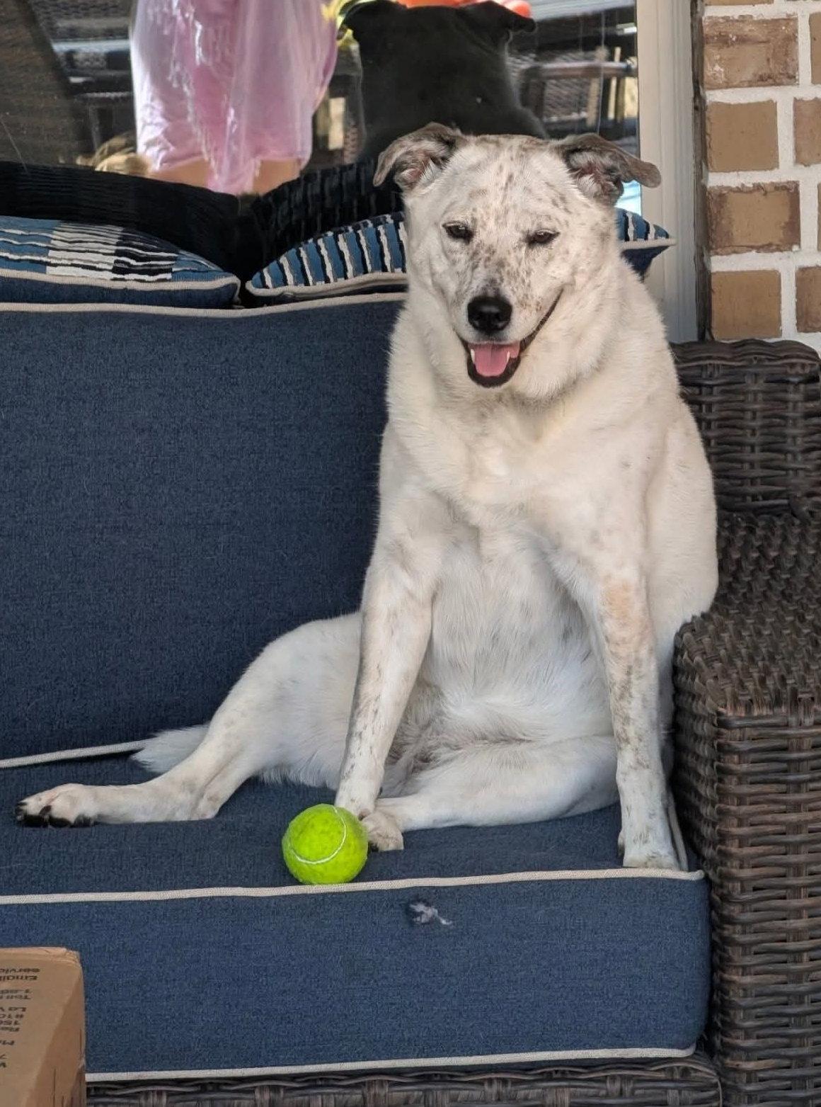 Bindi, a Adoptable Australian Cattle Dog / Blue Heeler in Rosenberg, TX image 1/3